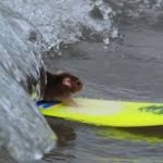 surf mouse