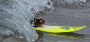 surf mouse