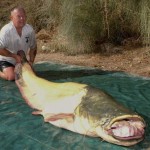 UN CIUDADANO BRITÁNICO PESCA UN SILURO ALBINO EN EL EBRO DE "RECORD MUNDIAL"