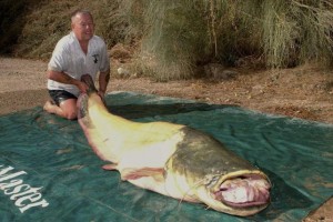 UN CIUDADANO BRITÁNICO PESCA UN SILURO ALBINO EN EL EBRO DE "RECORD MUNDIAL"