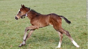 frankel-potranca-cra-caballos-carreras