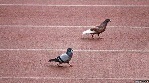 140805131407_pigeon_racing_624x351_thinkstock_nocredit