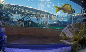 Miami_Marlins_Fish